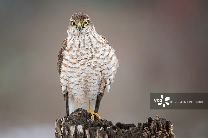 欧亚雀鹰特写图片素材