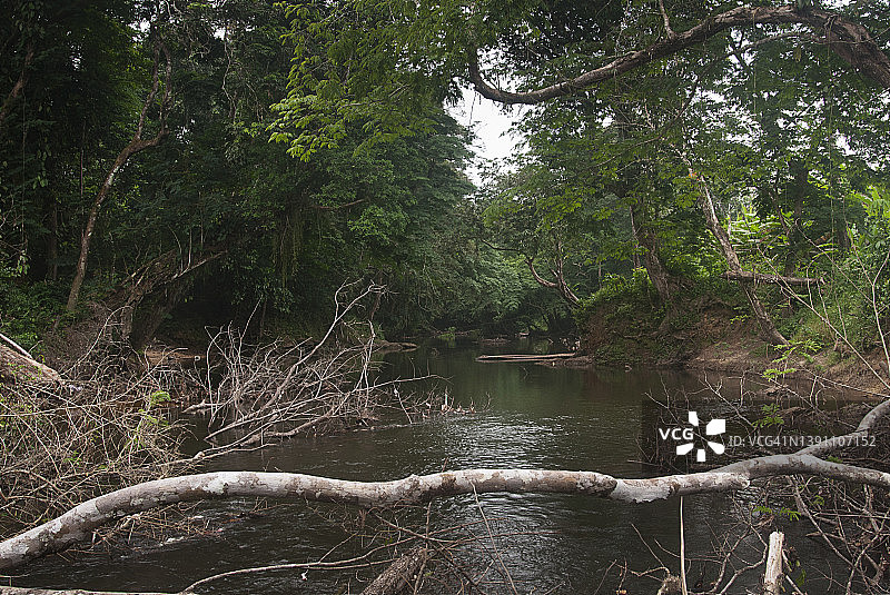 西非利比里亚热带雨林中的大型树枝掉落。图片素材