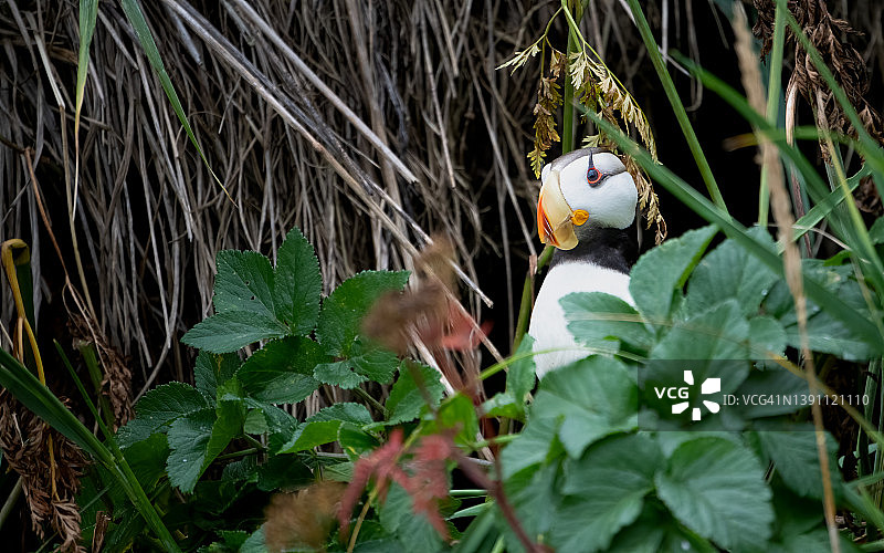 阿拉斯加巢穴中的海鹦图片素材