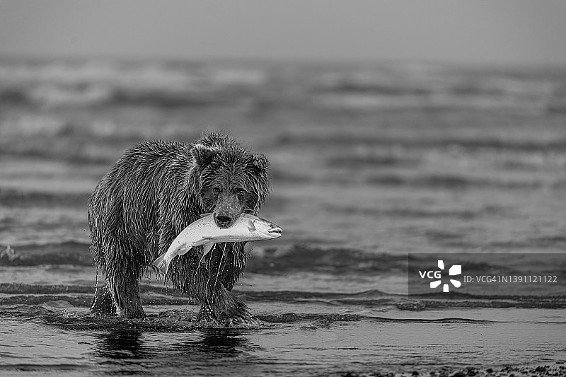 棕熊捕猎鲑鱼图片素材