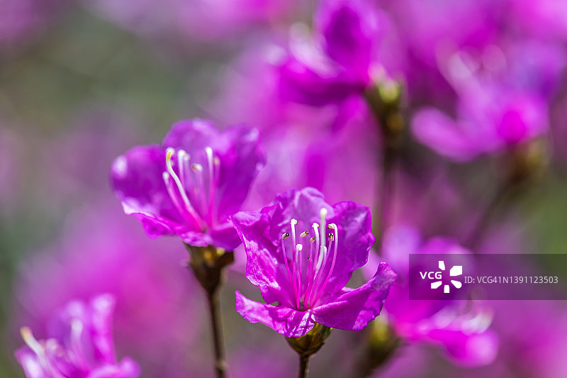 杜鹃花（Rhododendron reticulatum）图片素材
