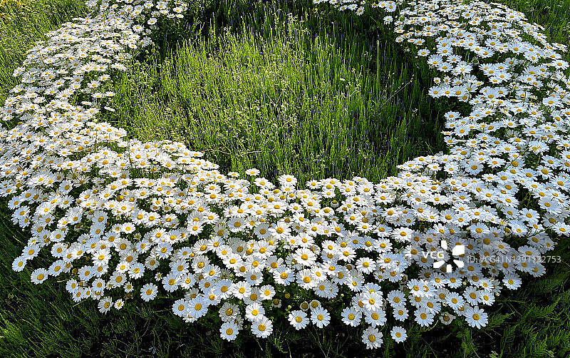 花坛里盛开的迷你雏菊花图片素材