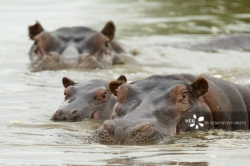 小河马与两只成年河马图片素材