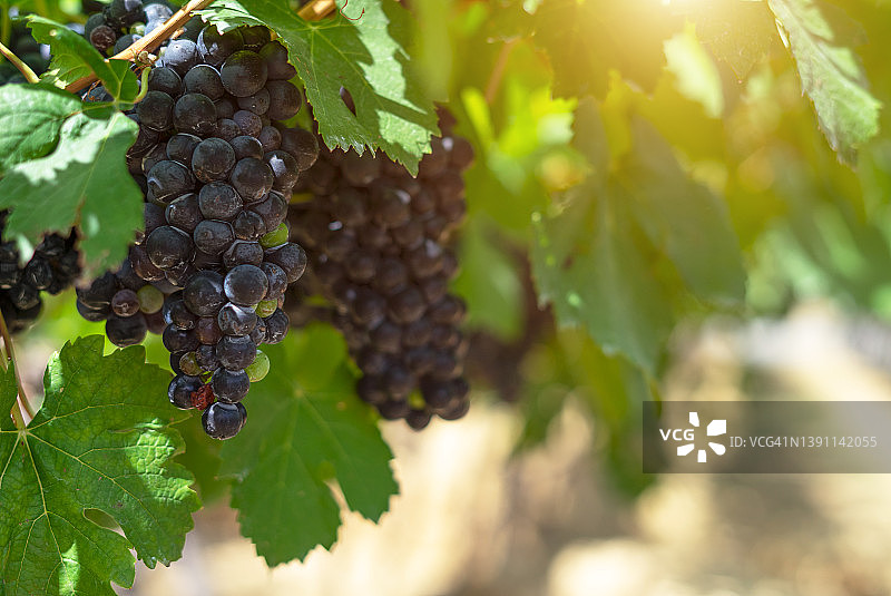 葡萄美酒图片素材