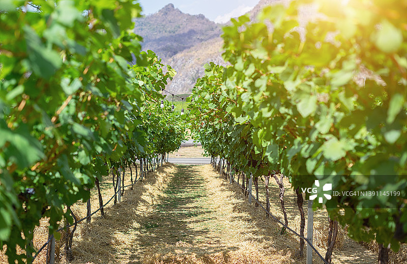 阿尔泰德加特葡萄园图片素材