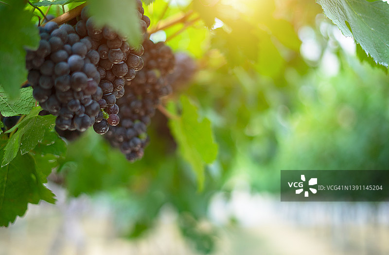 葡萄美酒图片素材