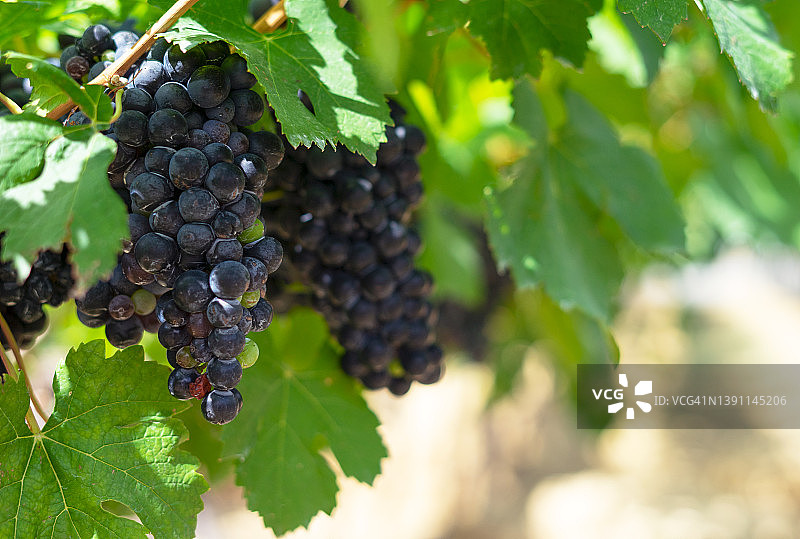 葡萄美酒图片素材