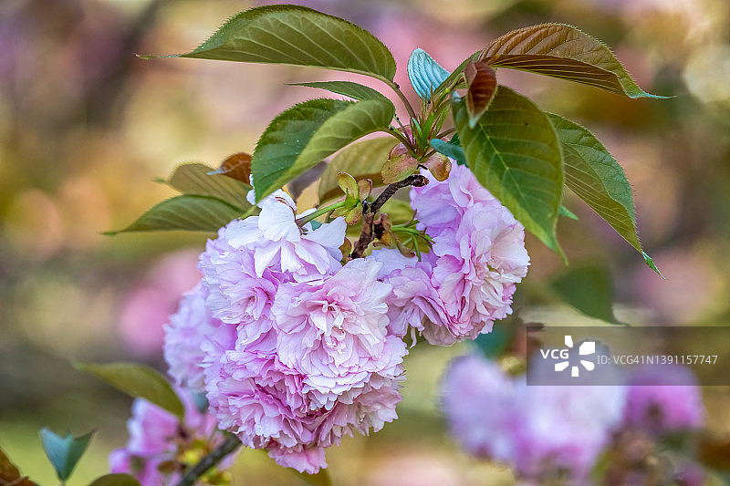 粉色关山樱花特写图片素材