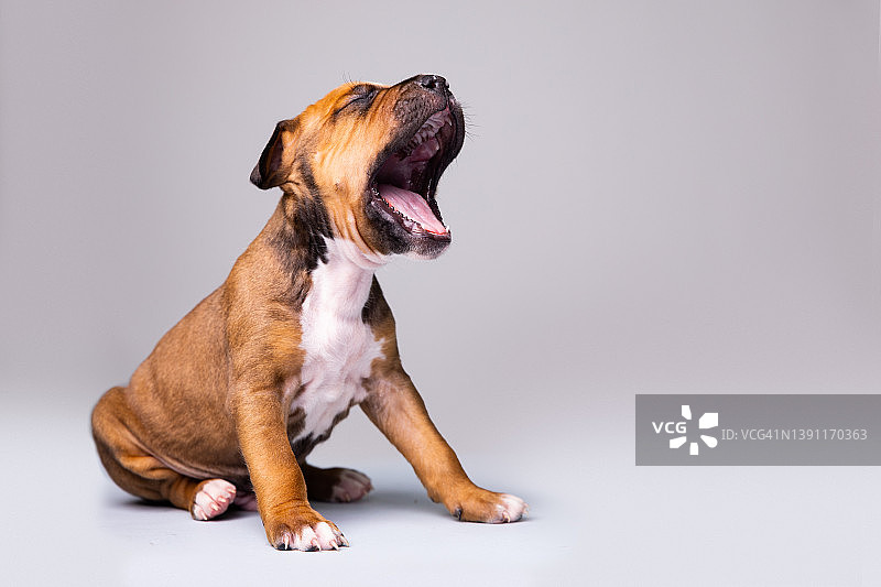 小梗犬 портрет图片素材