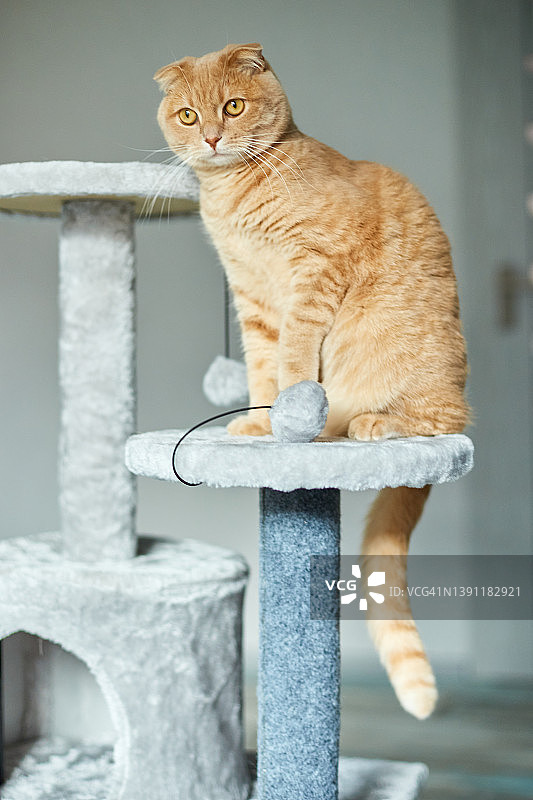 可爱的猫咪在家玩耍猫抓板图片素材