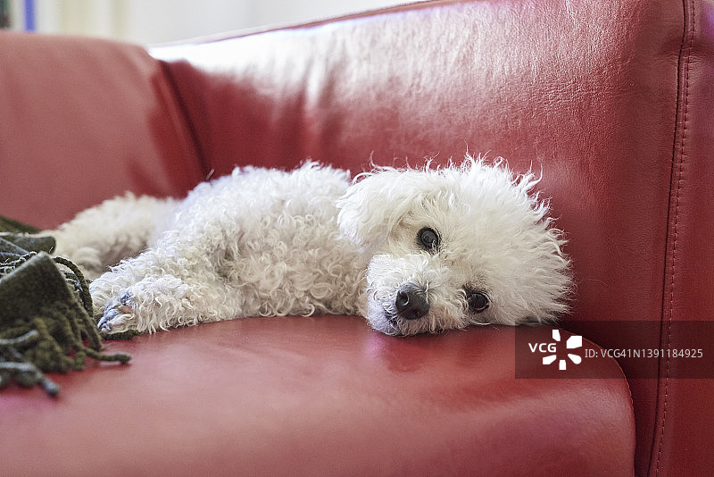 客厅沙发上的白色小毛狗图片素材