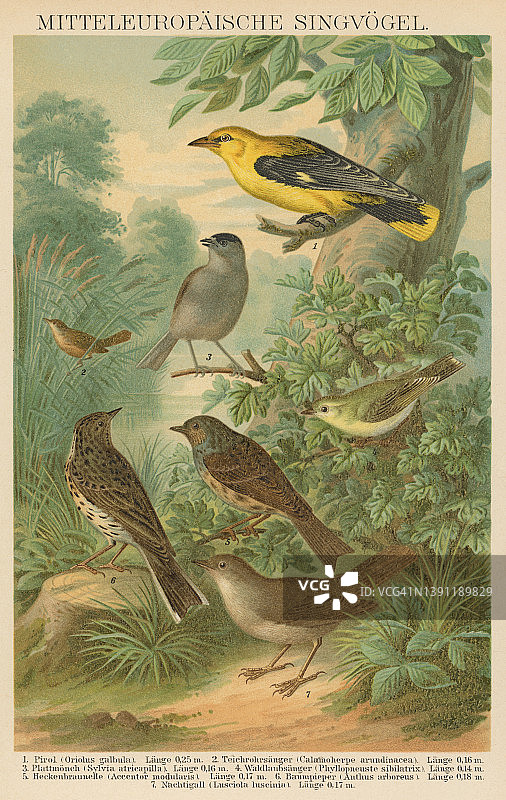 中欧鸣禽的旧彩色石印鸟类学图解图片素材