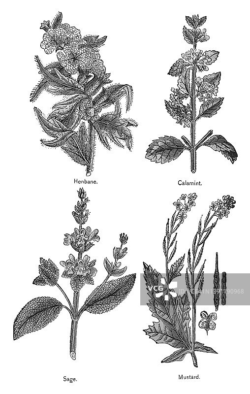 古老的药用植物彩色石印插图图片素材