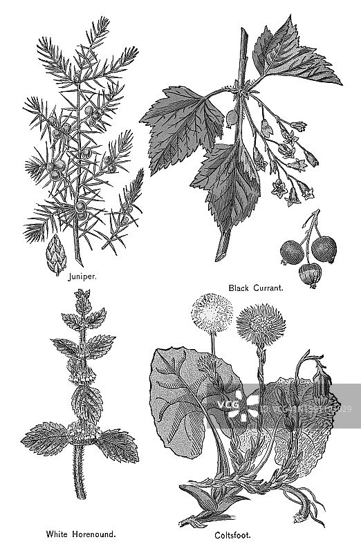 古老的药用植物彩色石印插图图片素材