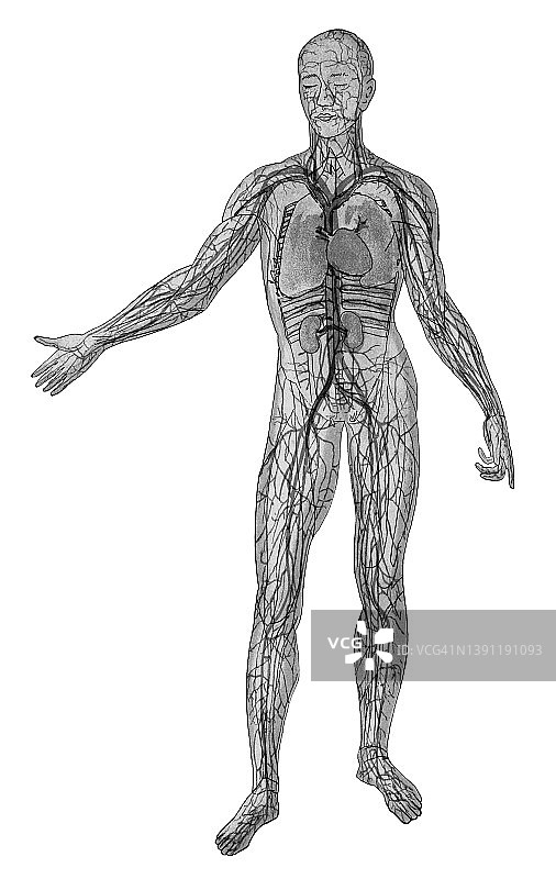 人体循环系统的古老彩 lithograph 插图图片素材
