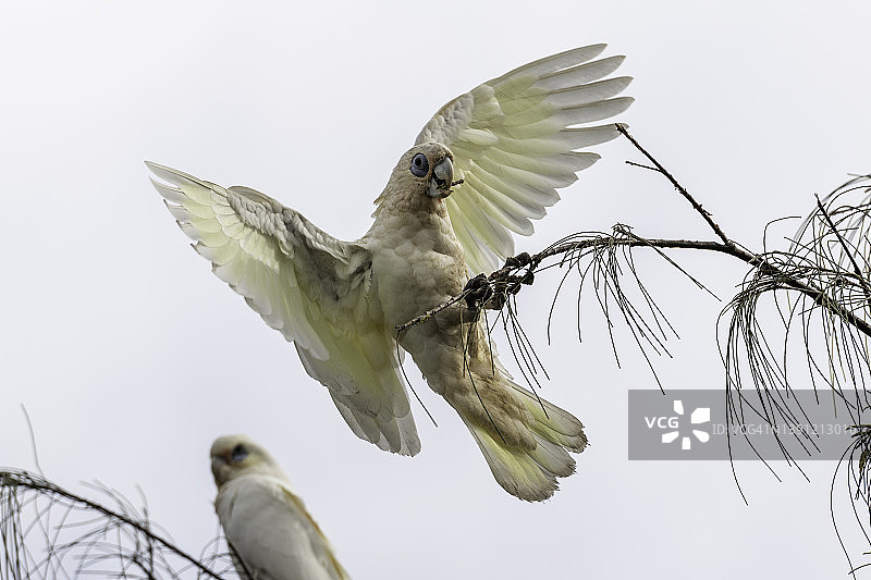 凤头鹦鹉在小树枝上保持平衡图片素材