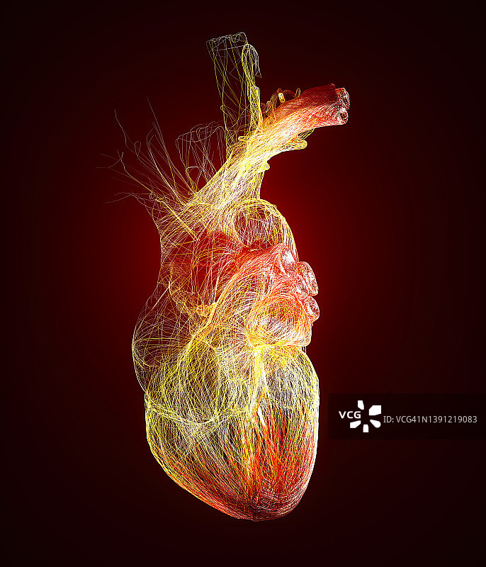 心脏解剖研究：心脏问题，心脏病发作，外科手术，轮廓图片素材