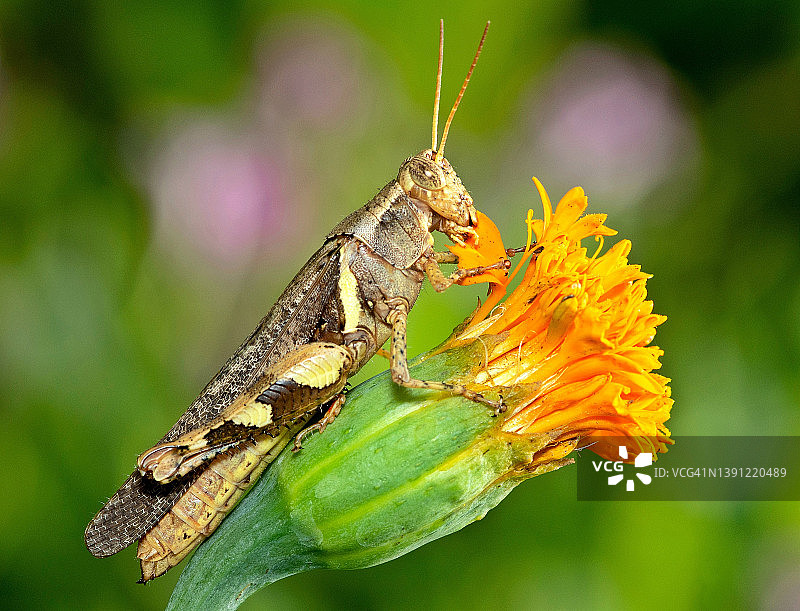 蚱蜢啃食黄色花瓣图片素材