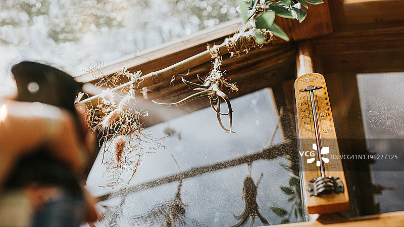 在温室里，手用喷雾器喷洒挂在竹竿上的铁兰空气凤梨图片素材