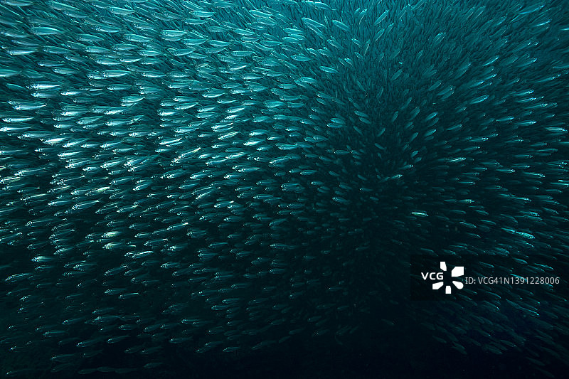 虚假鲱鱼群图片素材