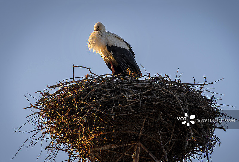 旅行世界。一对白鹳栖息在巢中图片素材