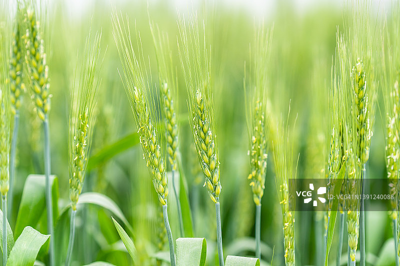 农田里的麦子图片素材
