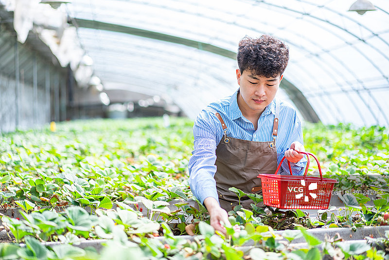 亚洲年轻农民在温室里采摘草莓图片素材