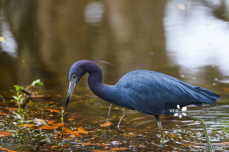蓝色小苍鹭 - 春季色彩图片素材