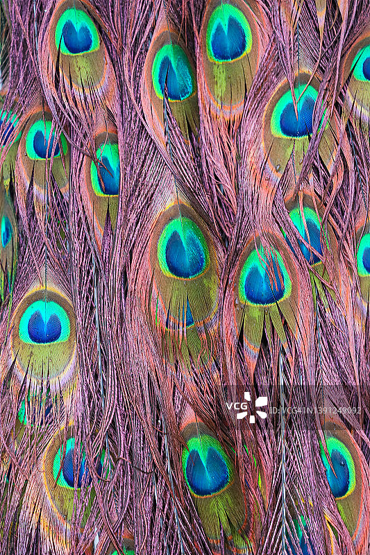 湿孔雀羽毛图片素材