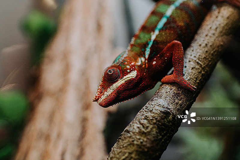变色龙爬行动物特写图片素材