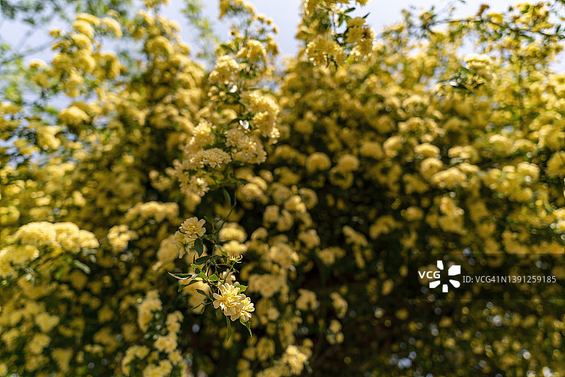 金樱子图片素材