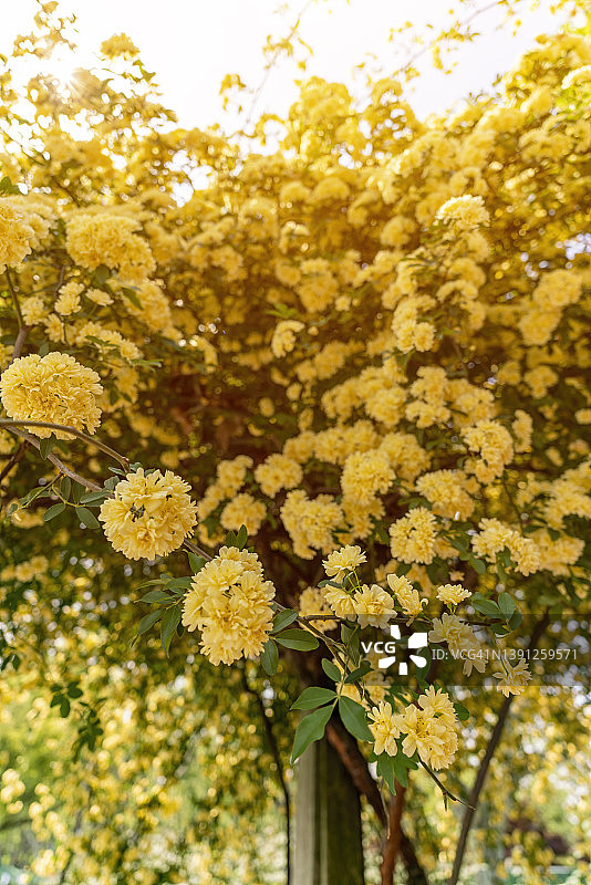 木香蔷薇图片素材