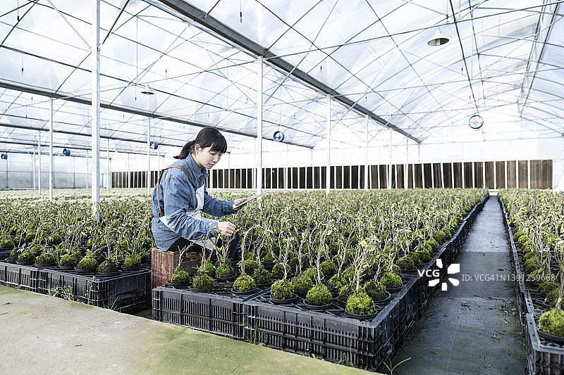 亚洲植物学家用平板电脑科学管理温室中的绿色植物图片素材