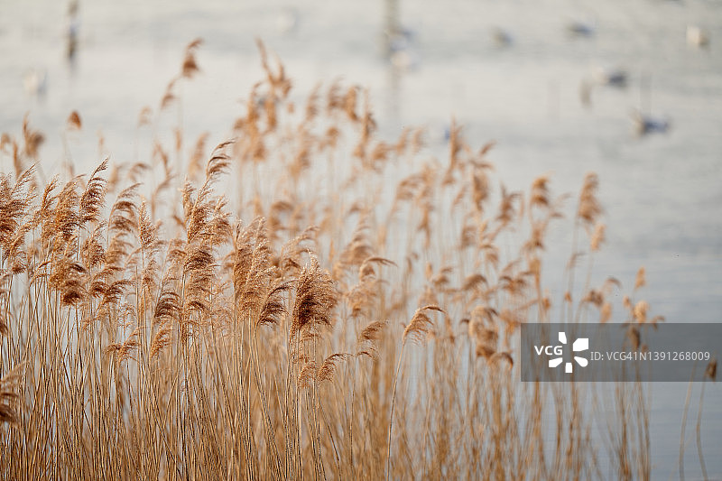 芦苇与鸟图片素材