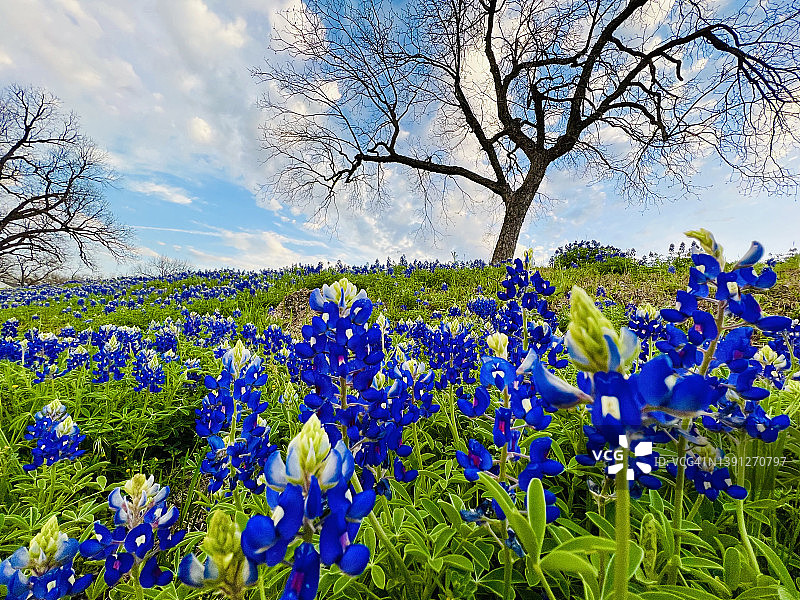 德克萨斯州德克萨斯丘陵地区的蓝帽花田图片素材