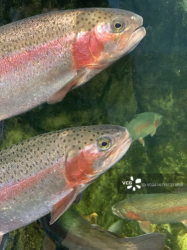 海洋生物图片素材