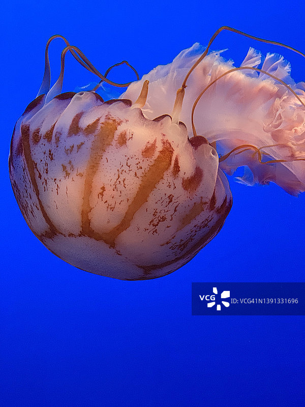 海洋生物图片素材