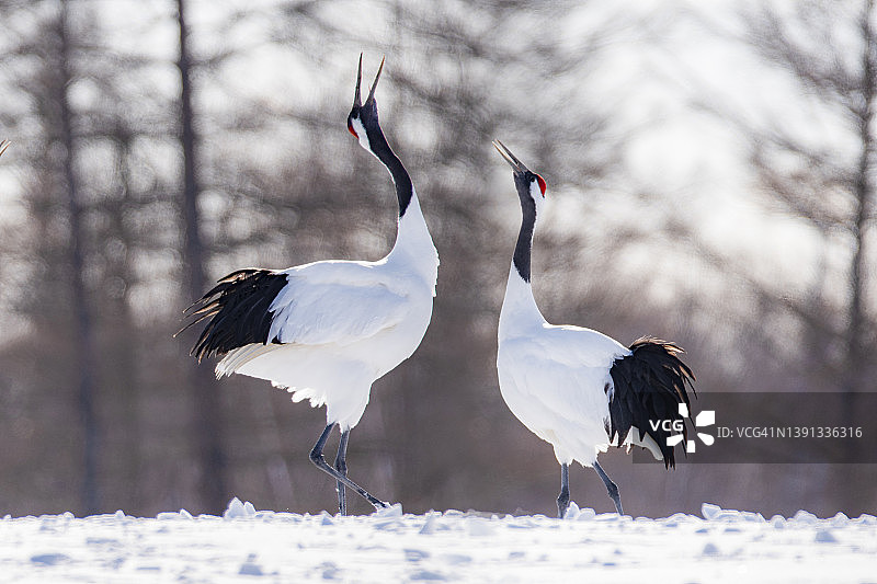 冬季钏路鹤居伊藤丹顶鹤保护区雪地上的两只日本红顶鹤图片素材