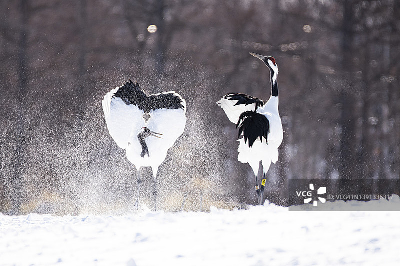 冬季钏路鹤居伊藤丹顶鹤保护区雪地上的两只日本红顶鹤图片素材