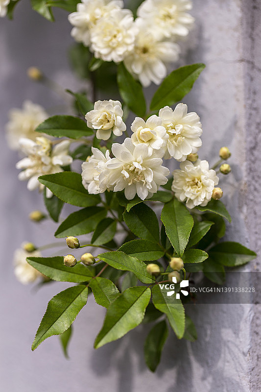 木香花图片素材