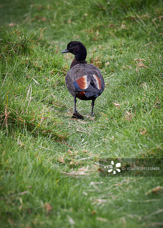 天堂般的翘鼻麻鸭图片素材