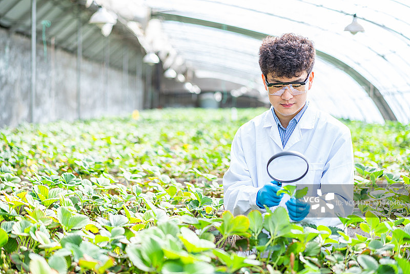 在温室工作的亚洲农业技术员图片素材