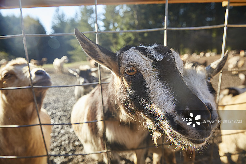 农场里从栅栏伸出头的山羊图片素材
