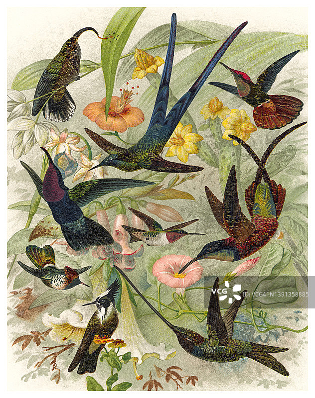 蜂鸟的彩色石印老式插图图片素材