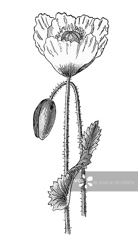 古老彩色石印植物插图：罂粟花图片素材