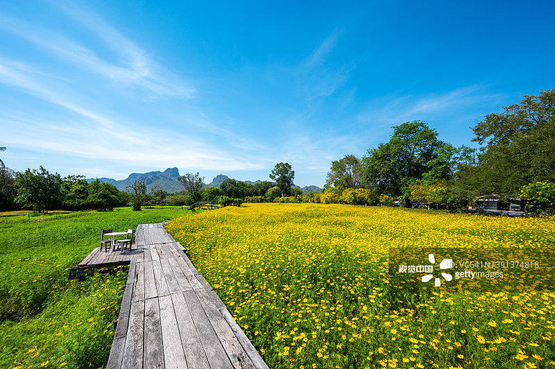 美丽的花园景观，硫华菊花盛开，绿色草坪图片素材