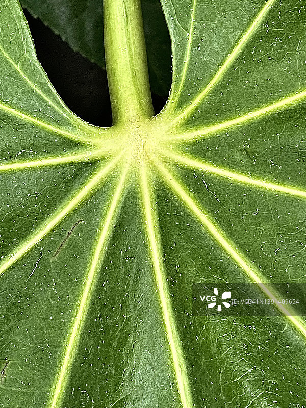 八角金盘叶片特写图片素材