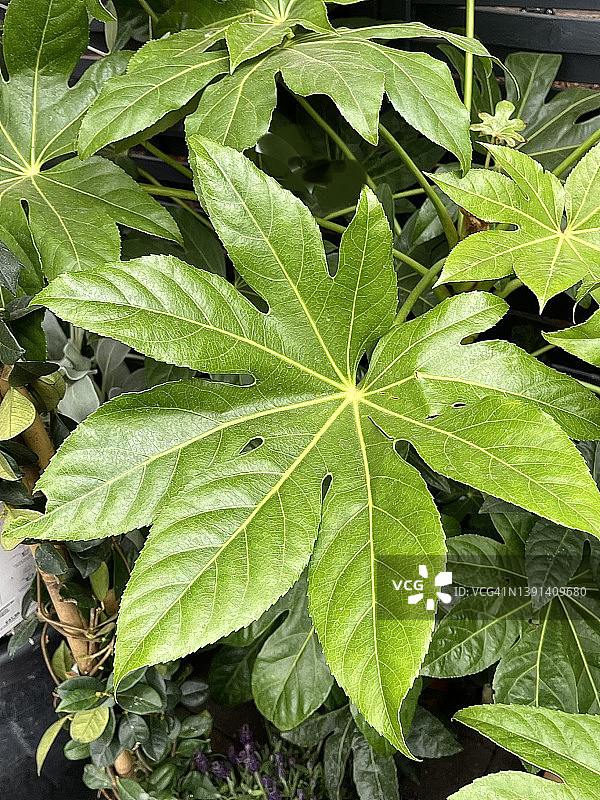 八角金盘叶片特写图片素材