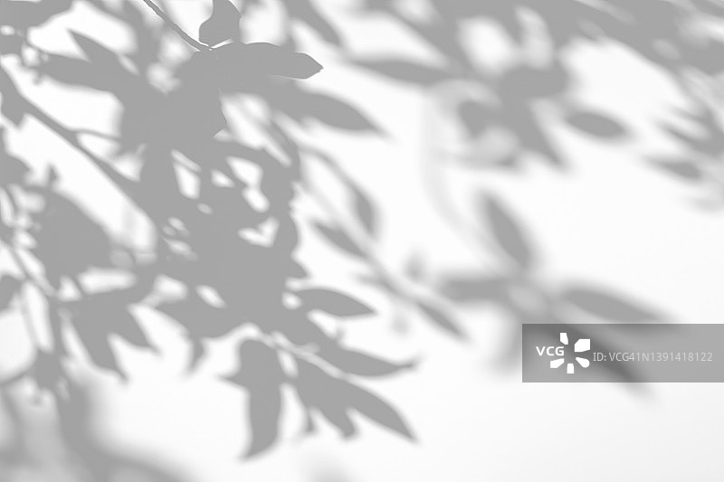 白色墙壁上树枝和树叶的影子图片素材