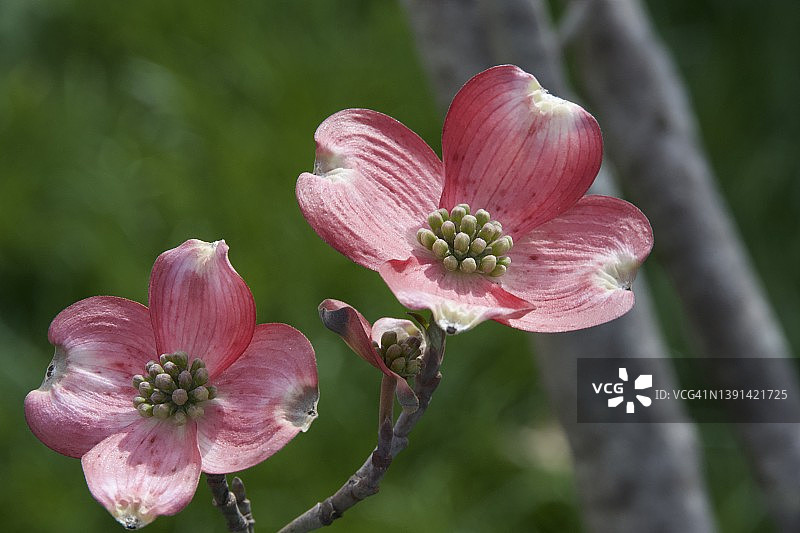粉色山茱萸花图片素材